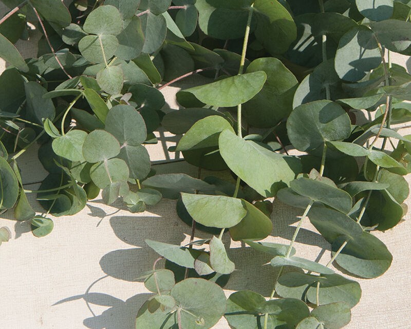 Continental Floral Greens & Kendall Farms Announce Partnership