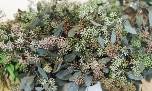 The Ultimate Eucalyptus Guide