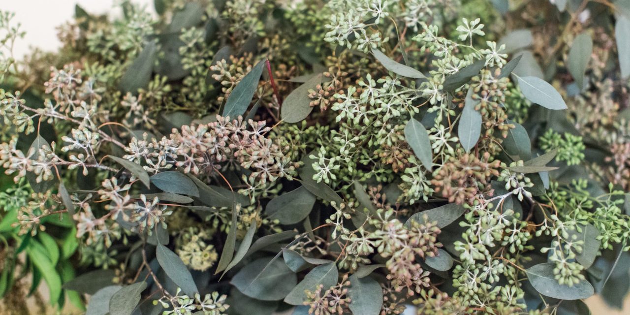 The Ultimate Eucalyptus Guide