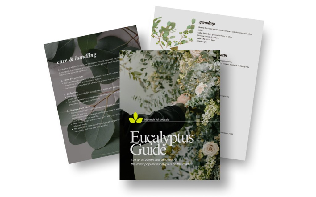 Eucalyptus guide
