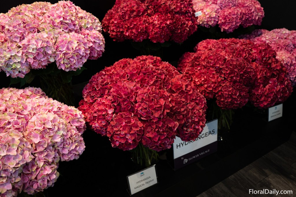 hydrangeas