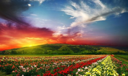 Celebrating, Promoting and Selling American-grown Flowers and Foliage