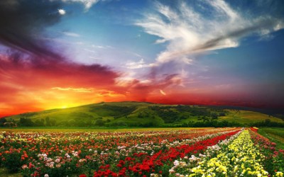 Celebrating, Promoting and Selling American-grown Flowers and Foliage