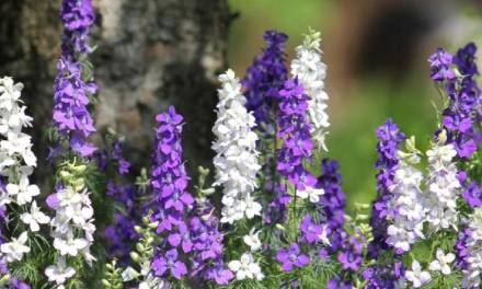 Calendar of Events – July August