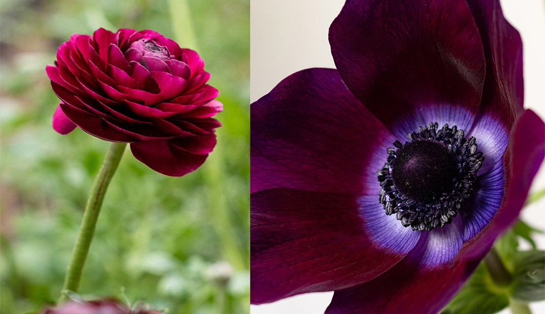 Rosaprima Launches Floraprima
