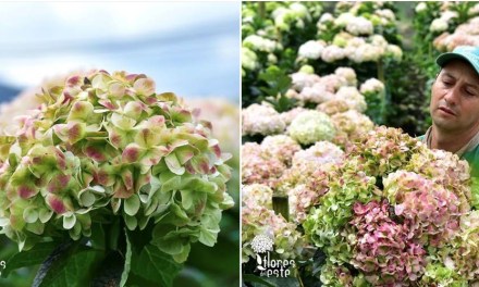 Flower Growers are Working Hard to Meet Mother’s Day Demand