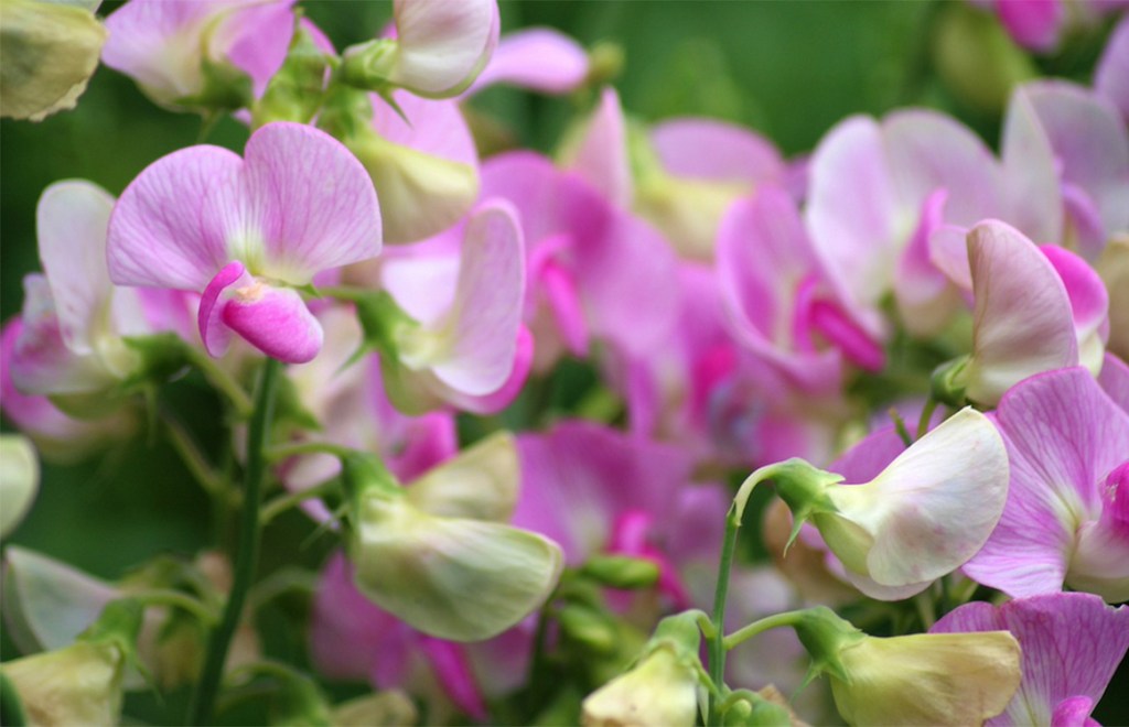 sweet peas