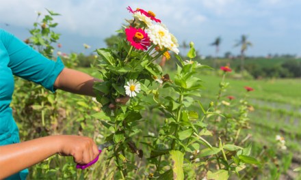 How to Maximize Harvested Cut Flowers From Your Garden