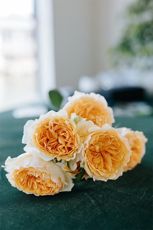 garden roses