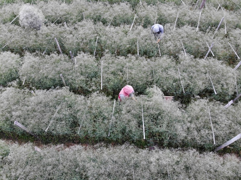 gypsophila field
