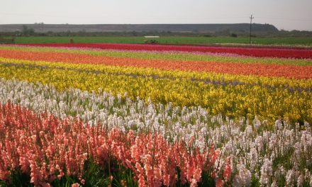 Special Care for Summer Flowers