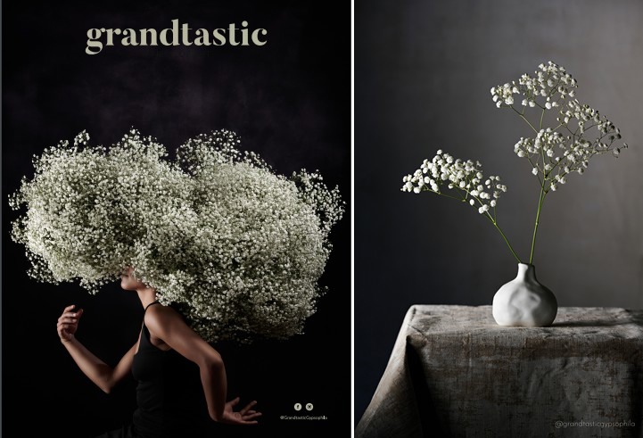 Grandtastic has a Unique Potential in the Gypsophila Market