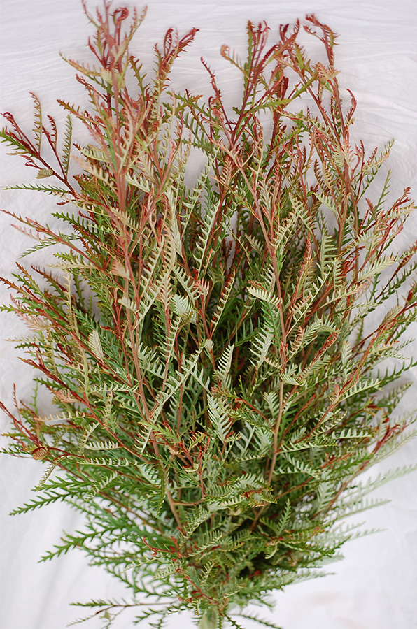 Grevillia by Resendiz Brothers