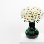 Beauty Line introduces new Harmony variety