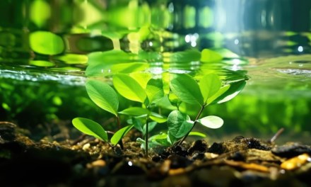 Flowers grown floating on polluted waterways can help clean up nutrient runoff