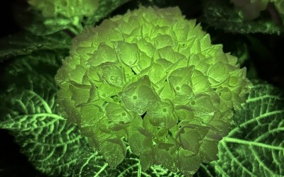Glow-in-the-dark Hydrangea Unveiled