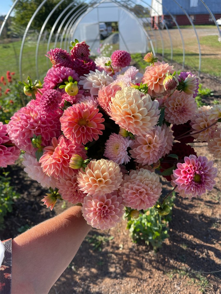 Hope Flower Farm, Holly Chapple