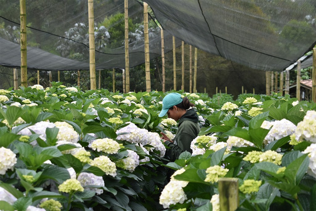 hydrangea field