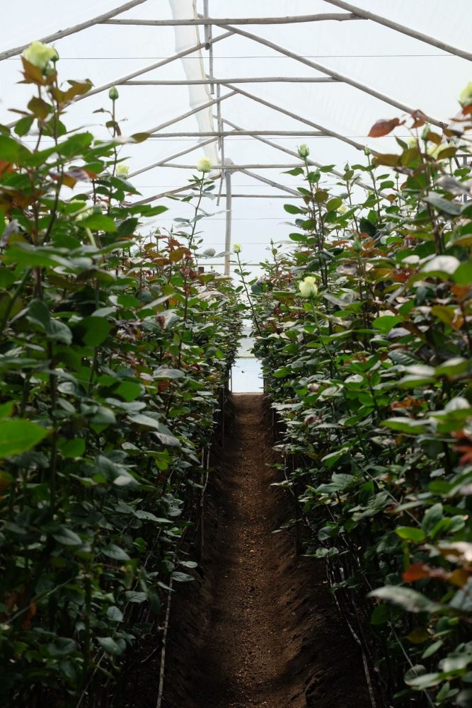 native blooms farm