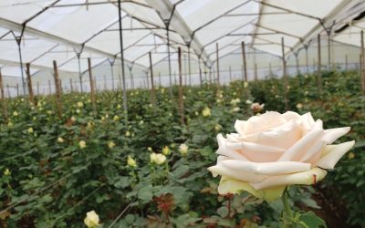 Native Blooms: Growers & Exporters