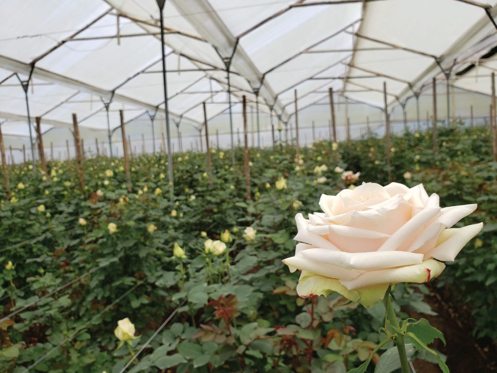 rose farm