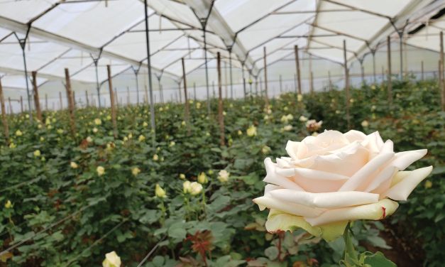 Native Blooms: Growers & Exporters