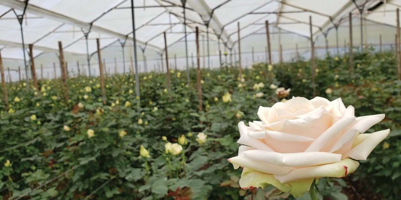 Native Blooms: Growers & Exporters