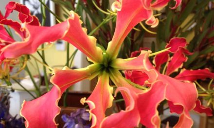 2020-2021 American Floral Trends Forecast
