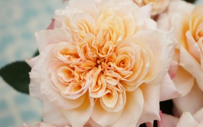 Alexandra Farms Unveils Two New Wabara Rose Varieties