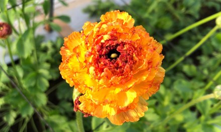 In Season: Ranunculus