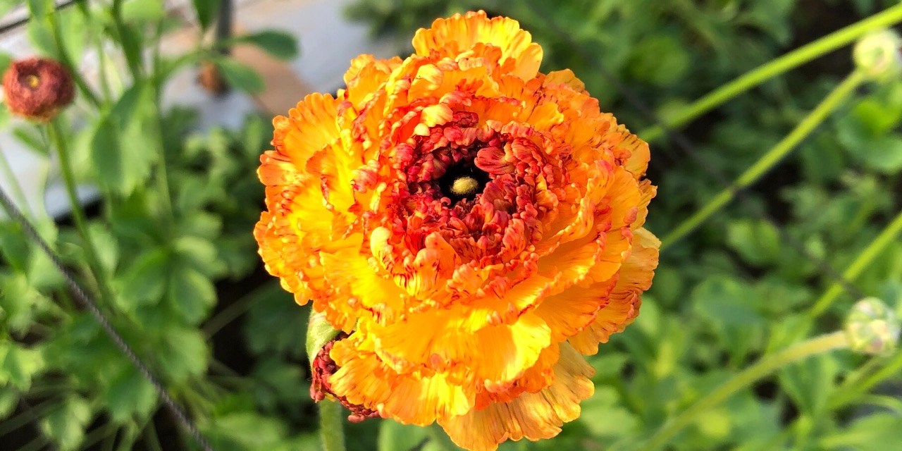 In Season: Ranunculus