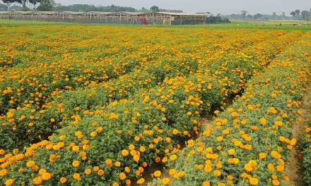 Jessore florists anxious about meeting 2020 revenue target