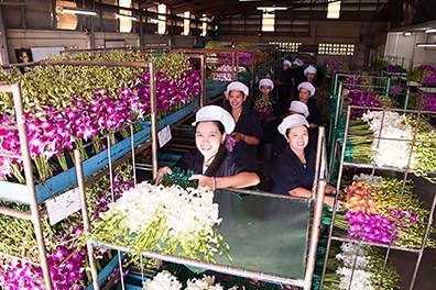 Orchids Direct to Your Door