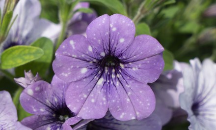 Selecta’s legendary Petunia family grows with SKYfamily