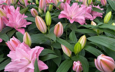 Dutch Lily Days 2023