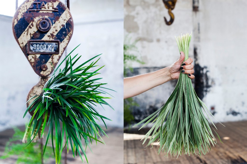 lily grass