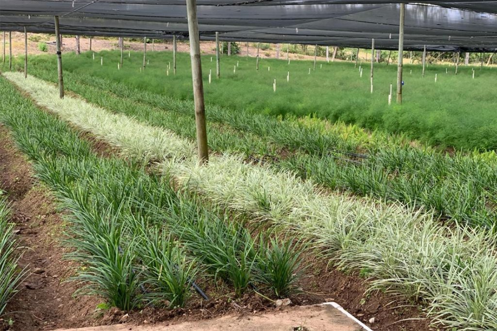 lily grass farm