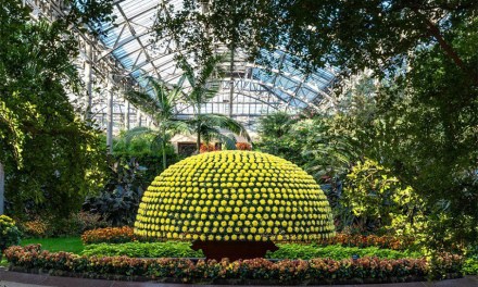 1366 Flowers on Single Chrysanthemum At Longwood Gardens