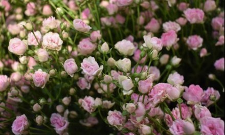 Gypsy Rose: It is a rose but looks like a filler