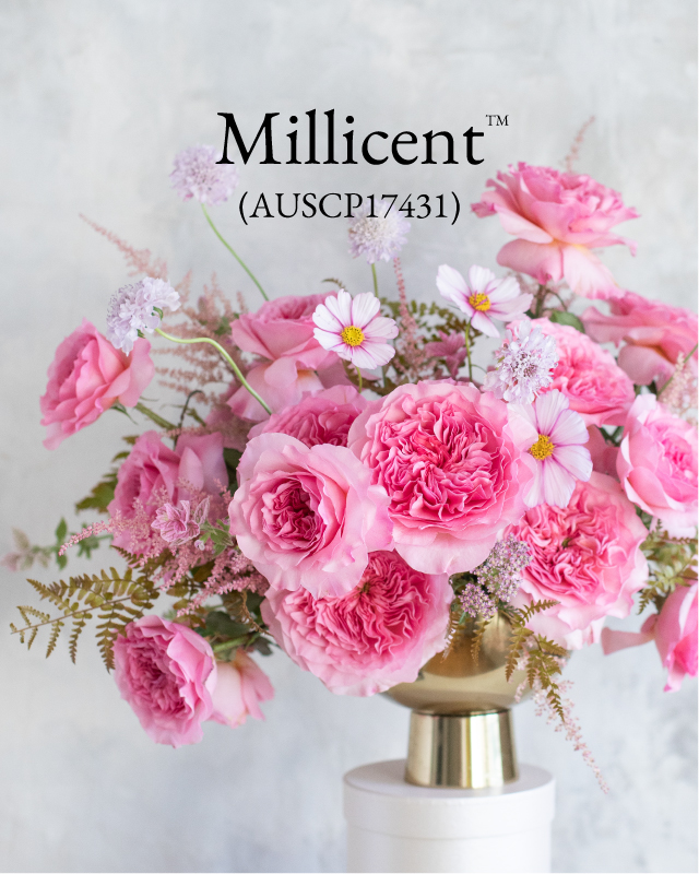 Millicent