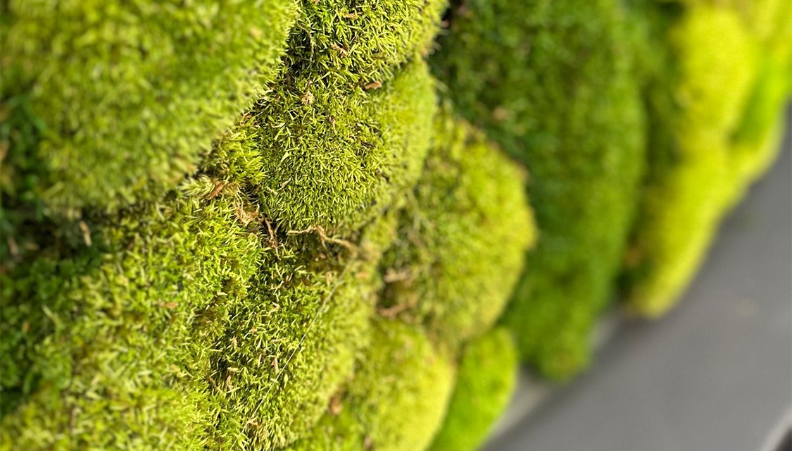 Introducing “fire-rated” mosses by Verdissimo