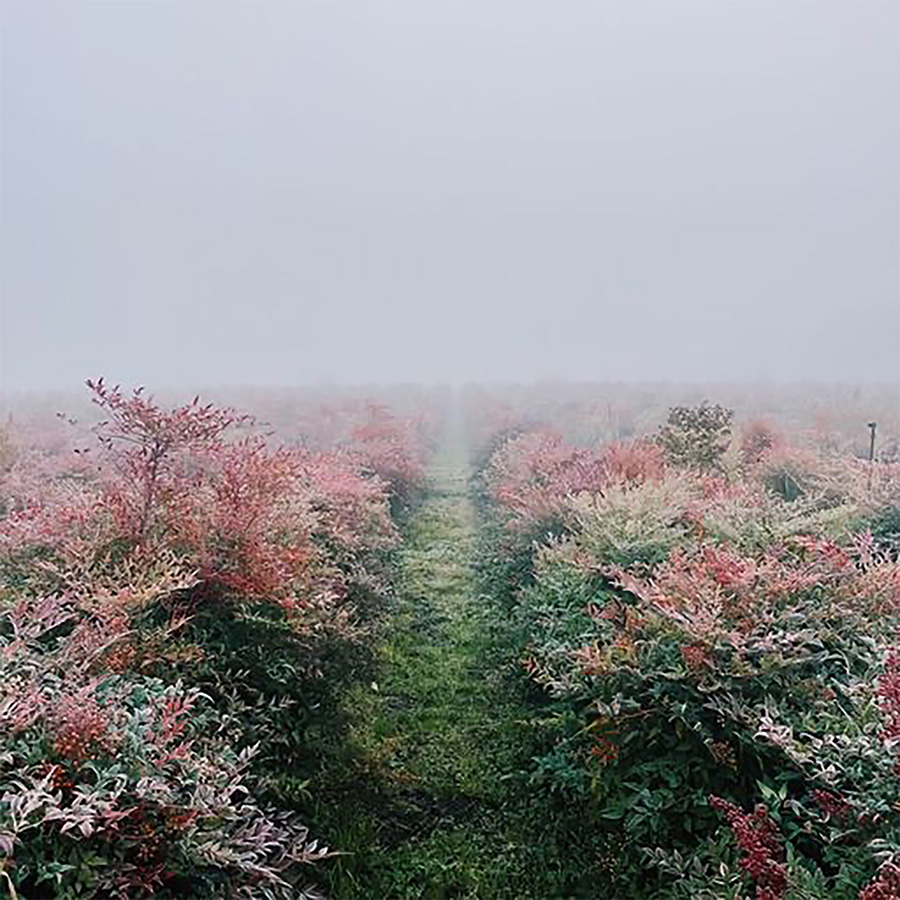 Nandina farm CFG