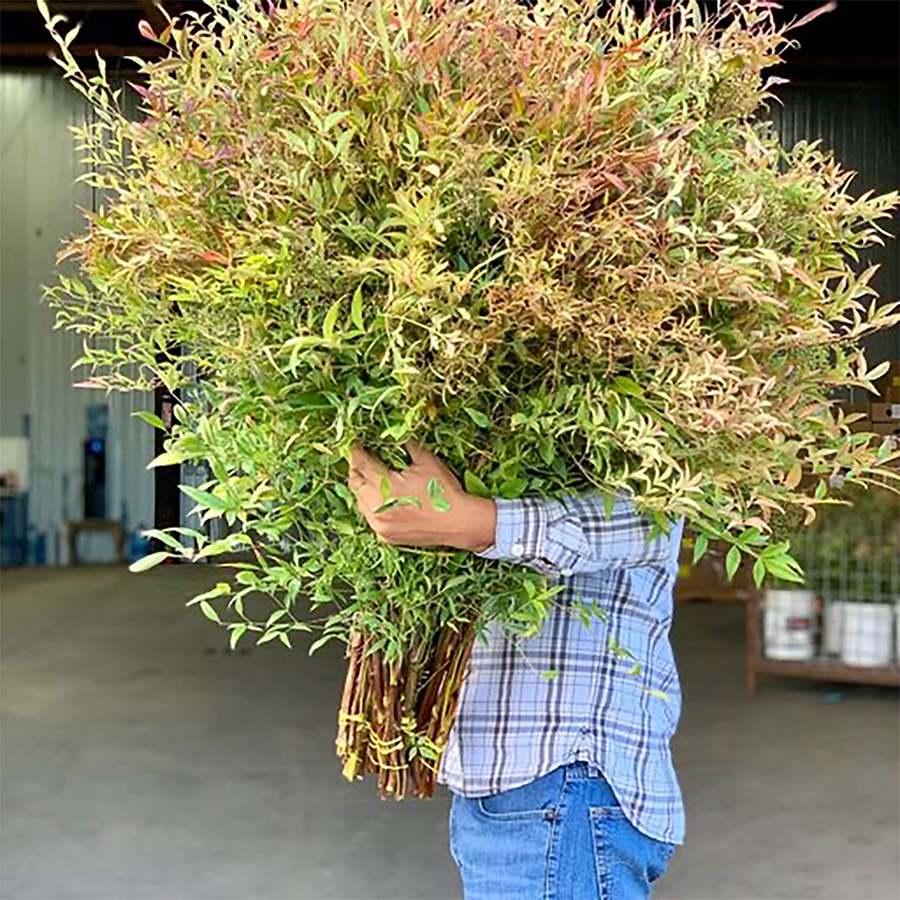nandina harvest Continental Floral Greens