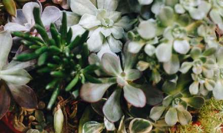 Perfecting Plants