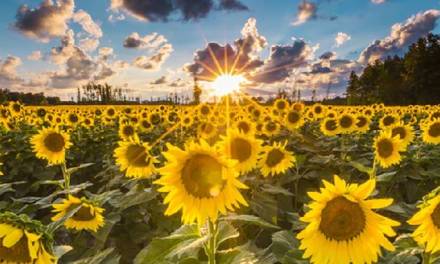Surviving in a New Flower World