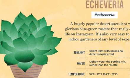 New Research Champions Instagram for Successful Houseplant Sales