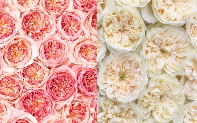 Alexandra Farms Debuts Two New David Austin Roses