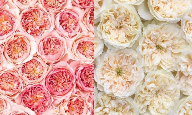 Alexandra Farms Debuts Two New David Austin Roses