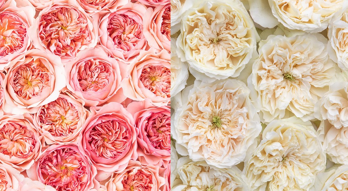 Alexandra Farms Debuts Two New David Austin Roses