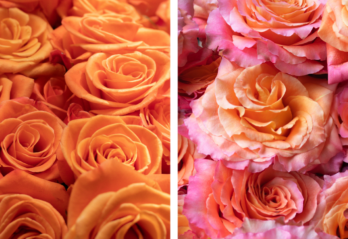 orange and coral roses